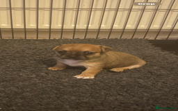 Mixed Breed dogs for sale: French bullhuahua - Image 26