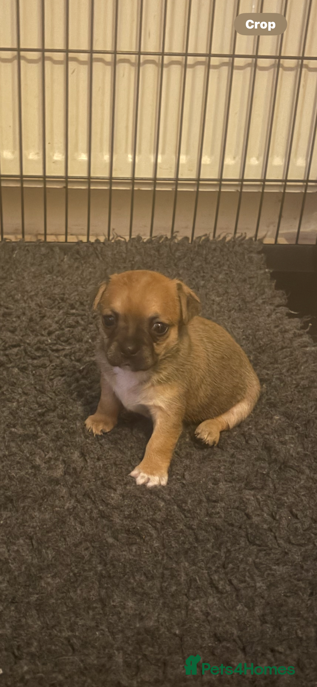 Mixed Breed dogs for sale: French bullhuahua - Image 26