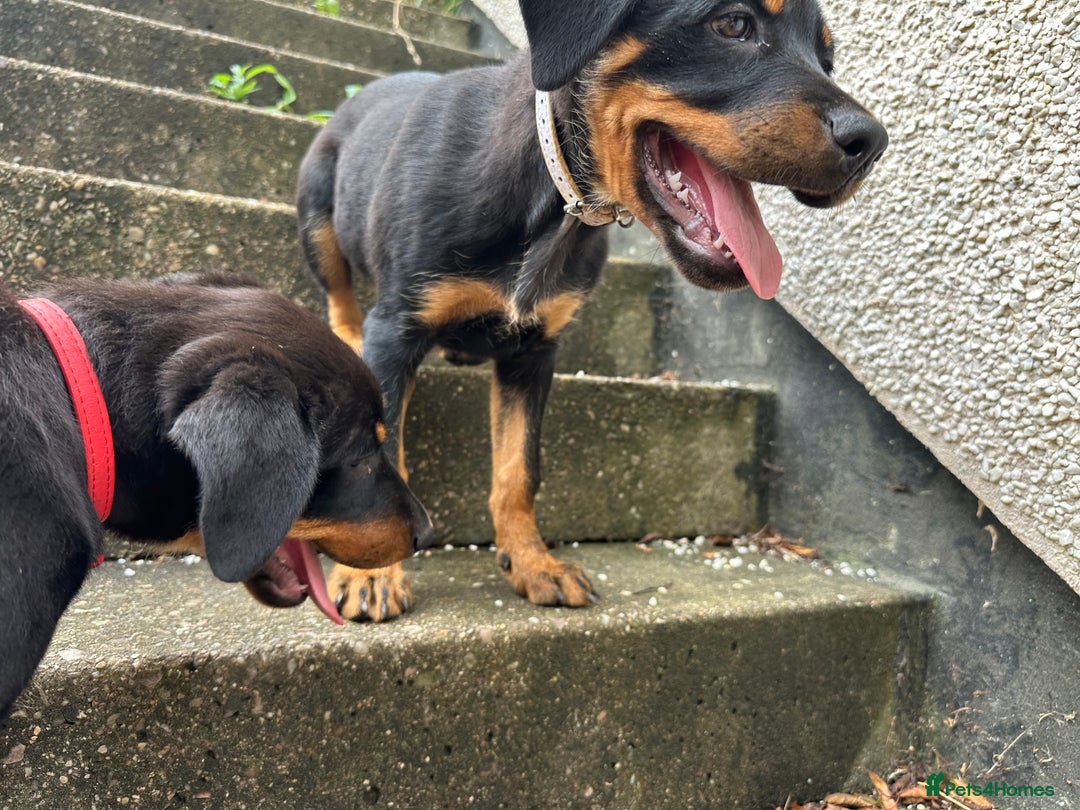 Rottweiler dogs for sale: Healthy Rottweiler puppies ready now  - Image 29