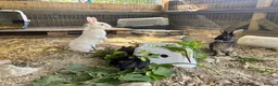 Mixed Breed rabbits for sale: Mixed breed pet rabbits in Welshpool - Advert 5