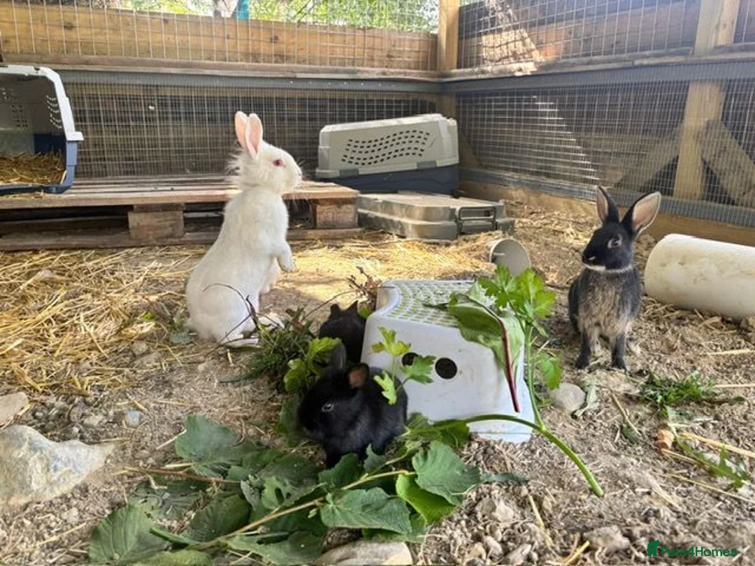 Mixed Breed rabbits for sale: Mixed breed pet rabbits in Welshpool - Advert 5