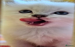 Ragdoll cats for sale: Tica registered Grand Champion Ragdoll kittens  - Image 11