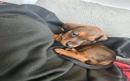 Miniature Dachshund dogs for sale: Minature dashshunds 2 boys 2 girls left - Image 25