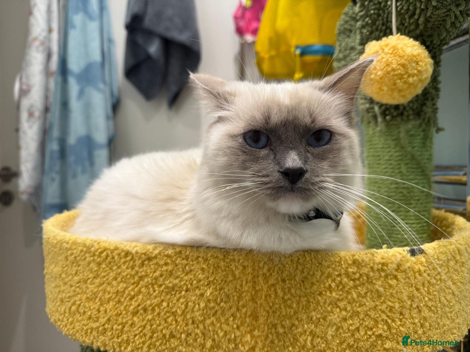 Ragdoll cats Purebred ragdolls female  - Advert 1