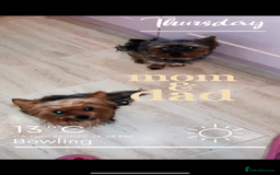 Yorkshire Terrier dogs for sale: Yorkshire terrier  **   - Advert 13