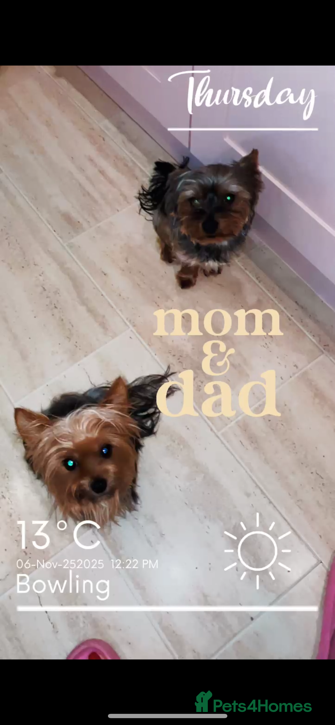 Yorkshire Terrier dogs for sale: Yorkshire terrier  **   - Advert 13