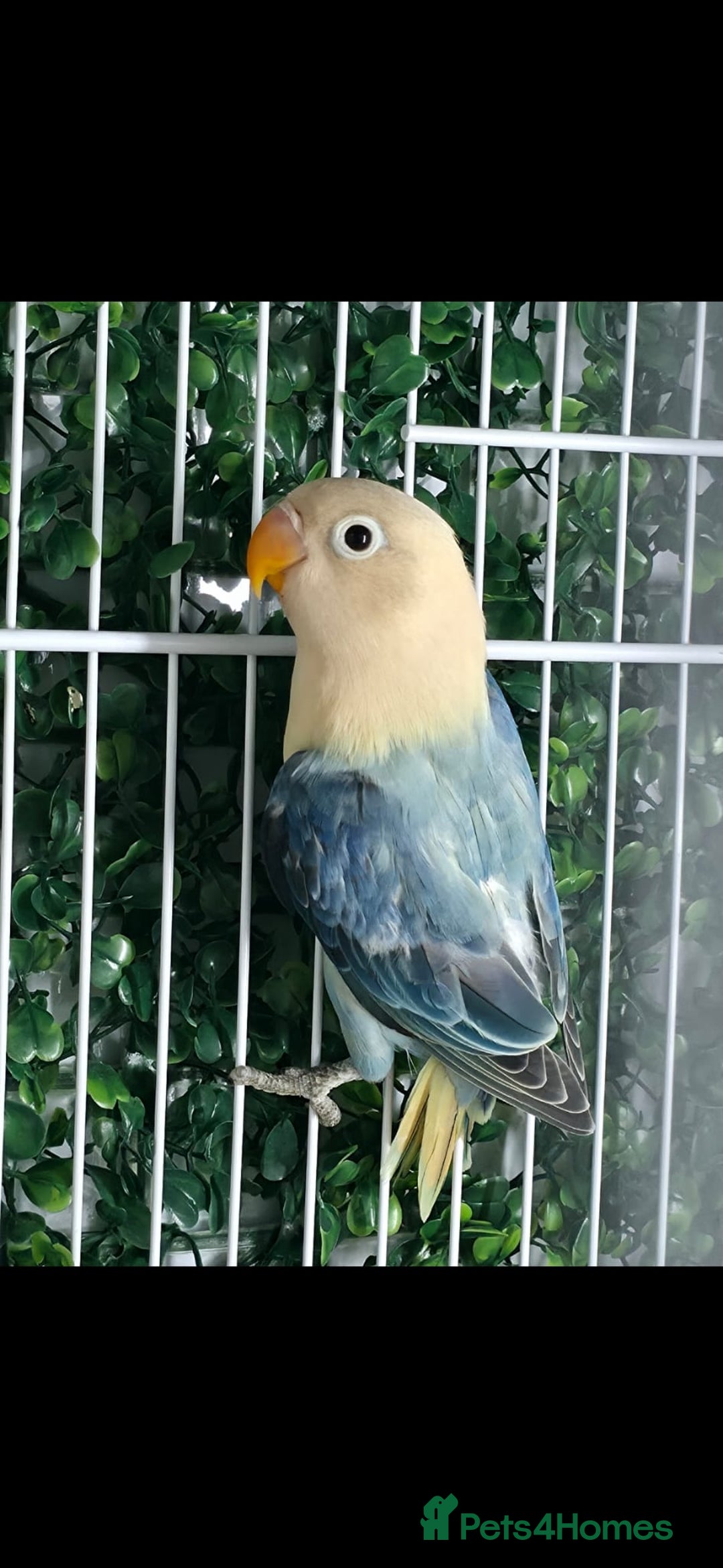 Lovebirds birds for sale: Mutation Lovebirds for Sale - Advert 10