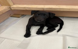 Whippet dogs for sale: 🐾 KC Registered Black Whippet Puppies 🐾 - Image 24