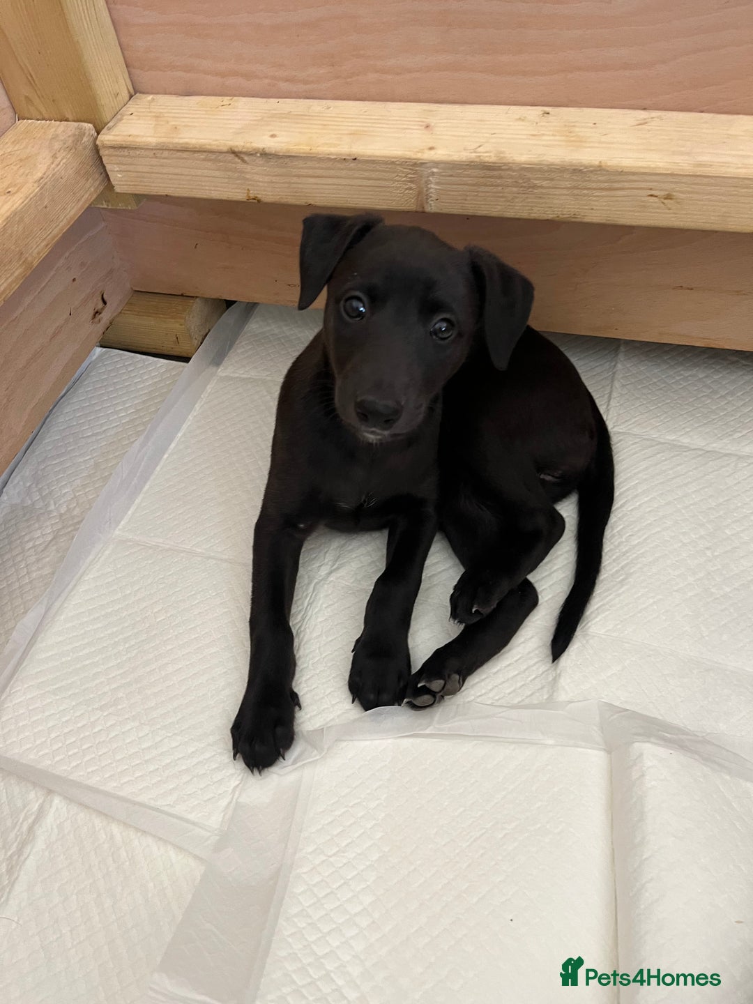 Whippet dogs for sale: 🐾 KC Registered Black Whippet Puppies 🐾 - Image 24