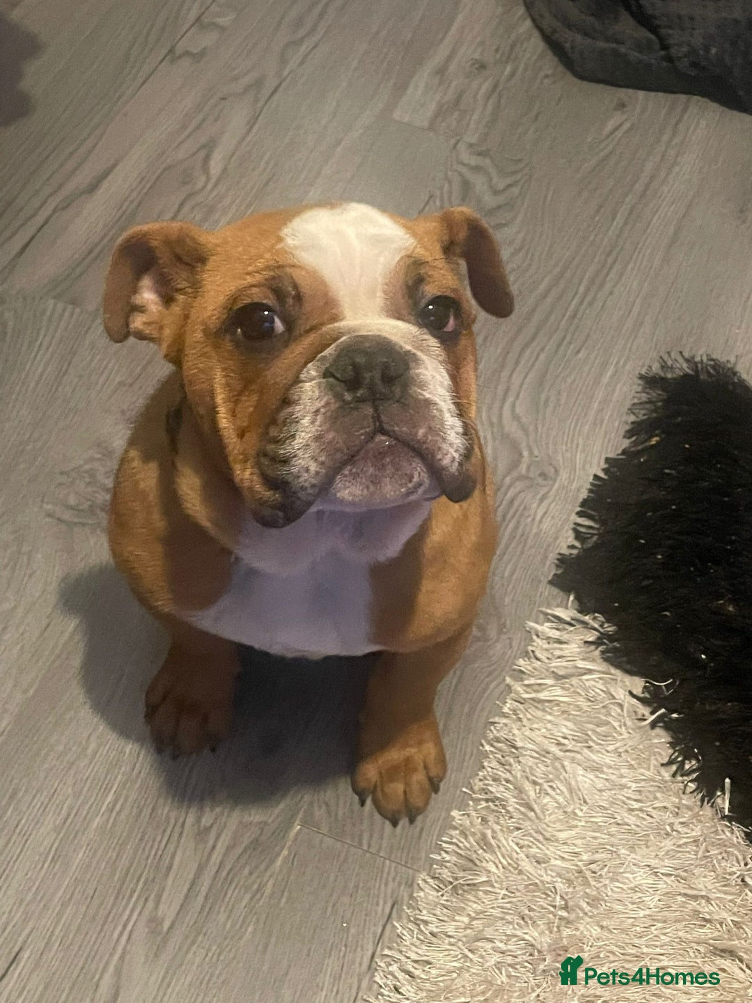 English Bulldog dogs for sale: X2 males bullies  - Advert 3