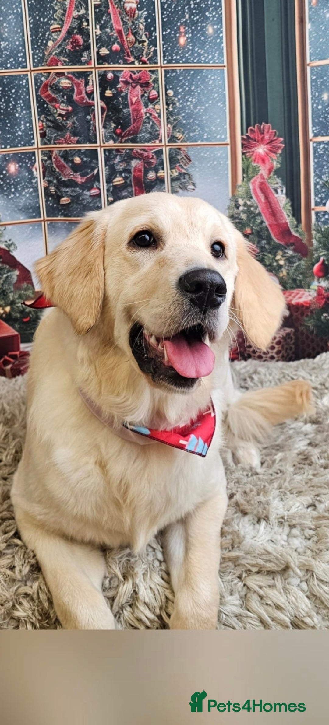 Golden Retriever dogs for sale: Golden retriever  - Advert 2