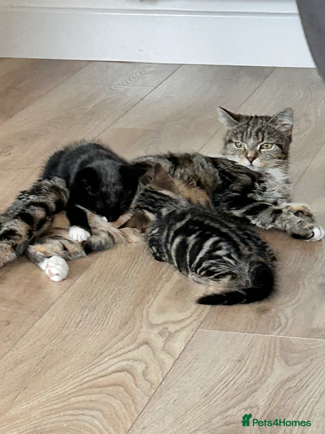Mixed Breed cats for sale: Beautiful and healthy kitten looking for a home in Gateshead - Advert 2