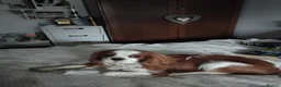 Cavalier King Charles Spaniel dogs for sale: Fantastic ckcs male potential stud or pet - Advert 4