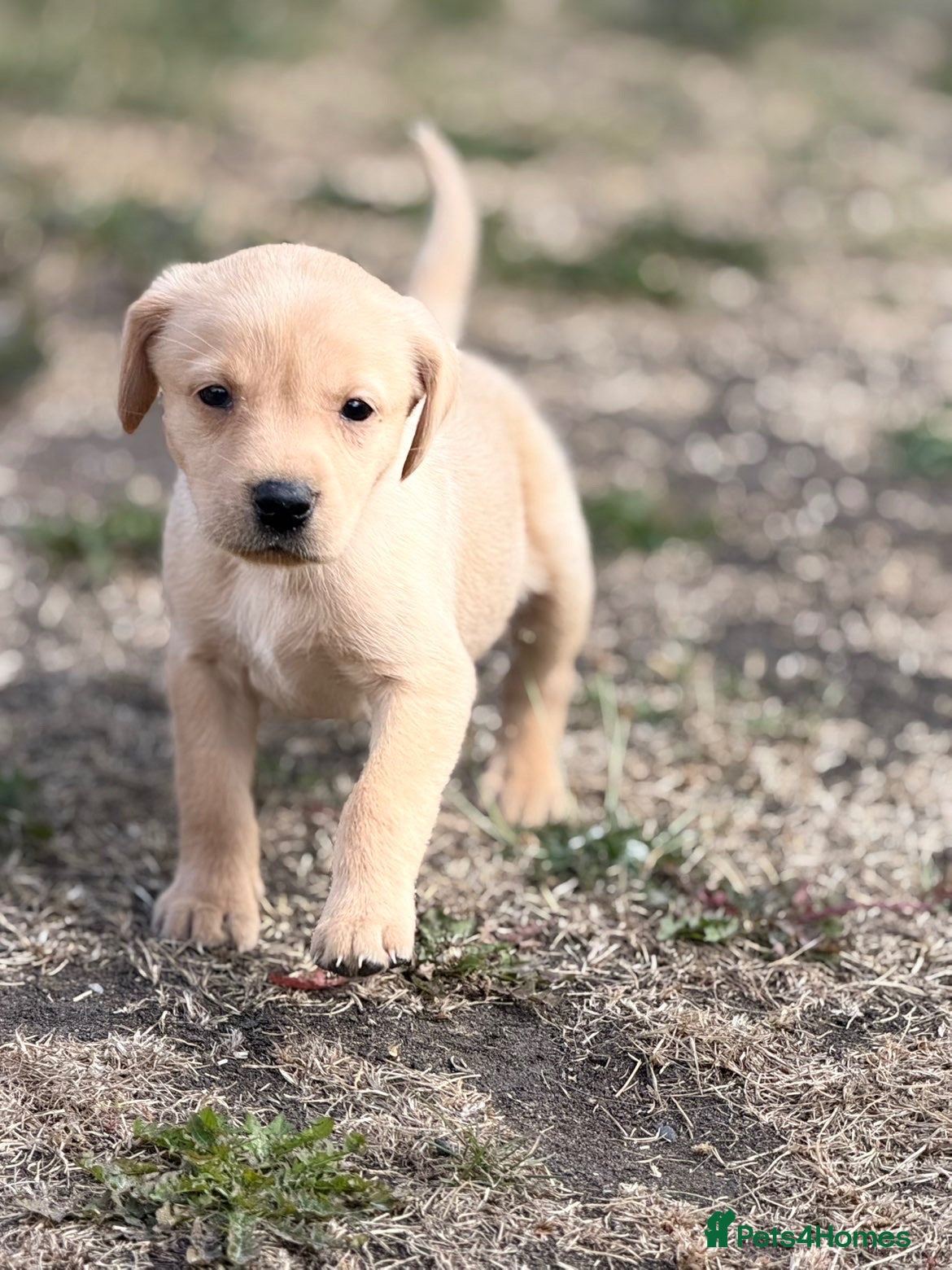 Labrador Retriever dogs 7 gorgeous kc Labrador puppies - Advert 2