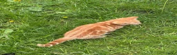 Bengal cats for sale: Bengal Mix Ready! - please read bio - Advert 13