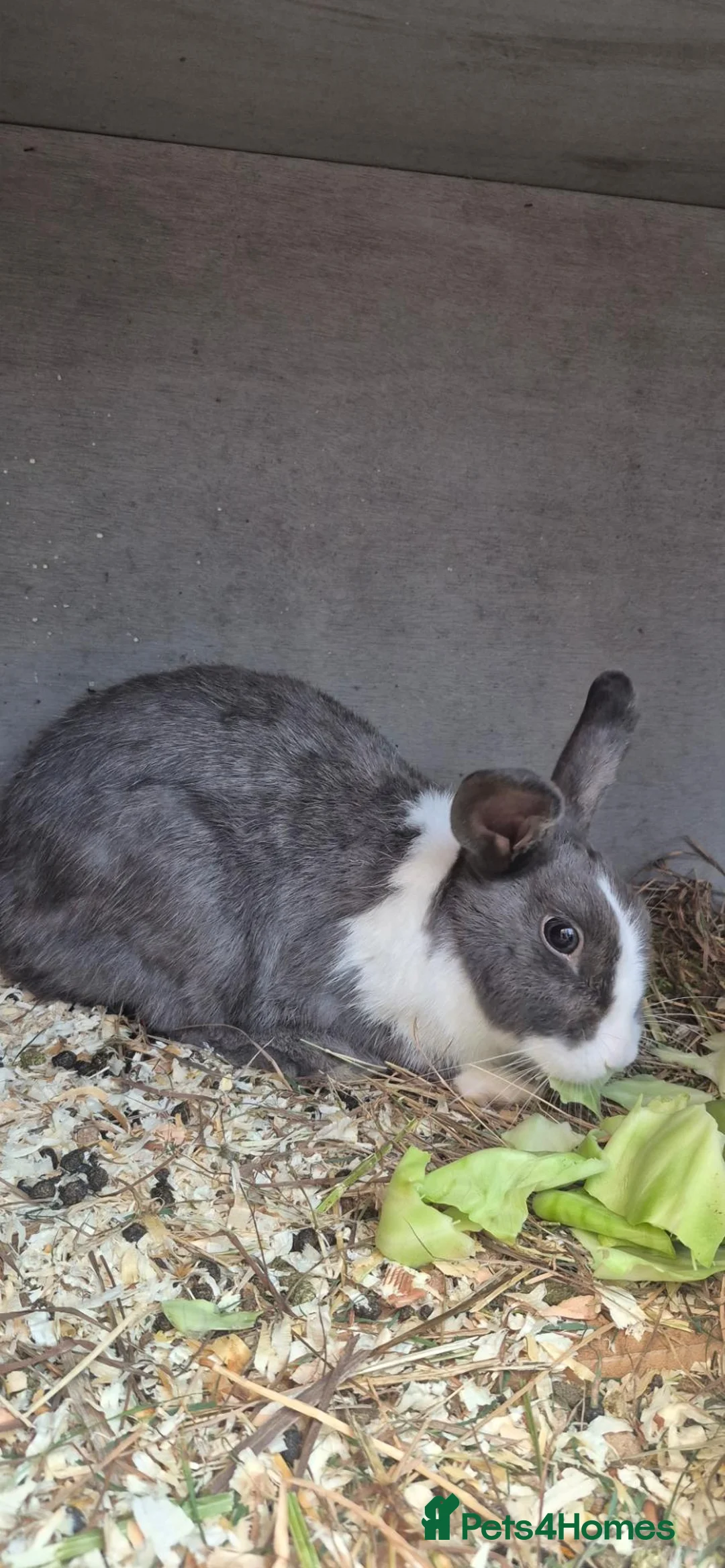 Netherland Dwarf rabbits for sale: Fluffy  in Bushey - Advert 1