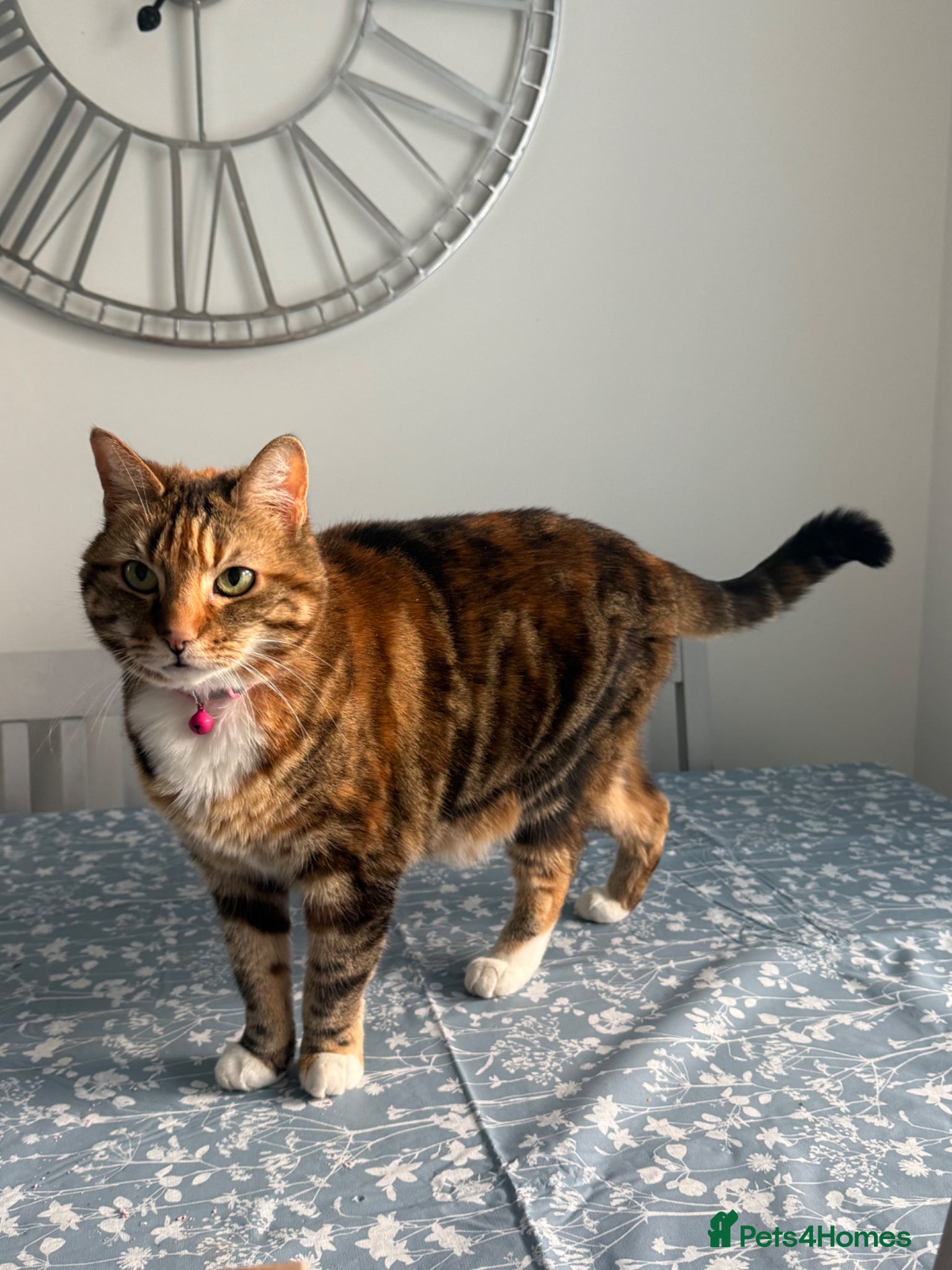 British Shorthair cats New loving home needed  - Advert 3