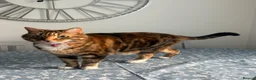 British Shorthair cats for sale: New loving home needed  - Advert 1