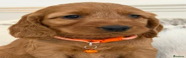 Cockapoo Puppy 4