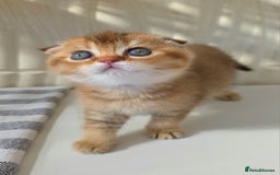 Scottish Fold cats for sale: EXCLUSIVE Golden-cinnamon Show quality. Best in UK - Image 2