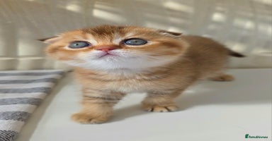 Scottish Fold cats - Advert 7