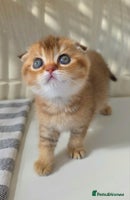 Scottish Fold cats - Advert 2