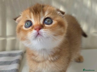 Scottish Fold cats - Advert 29