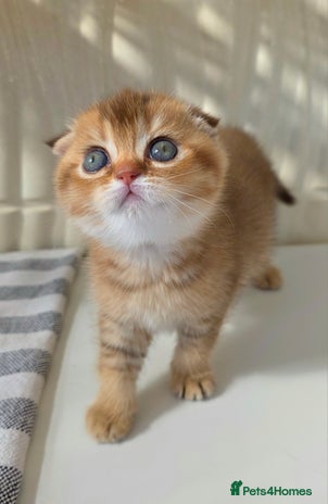 Scottish Fold cats - Advert 15