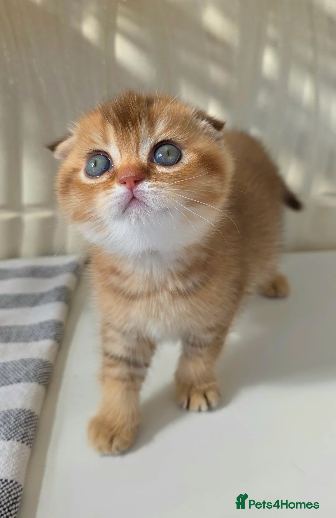 Scottish Fold cats for sale: Welcome to the waiting list for EXCLUSIVE kittens. - Advert 2