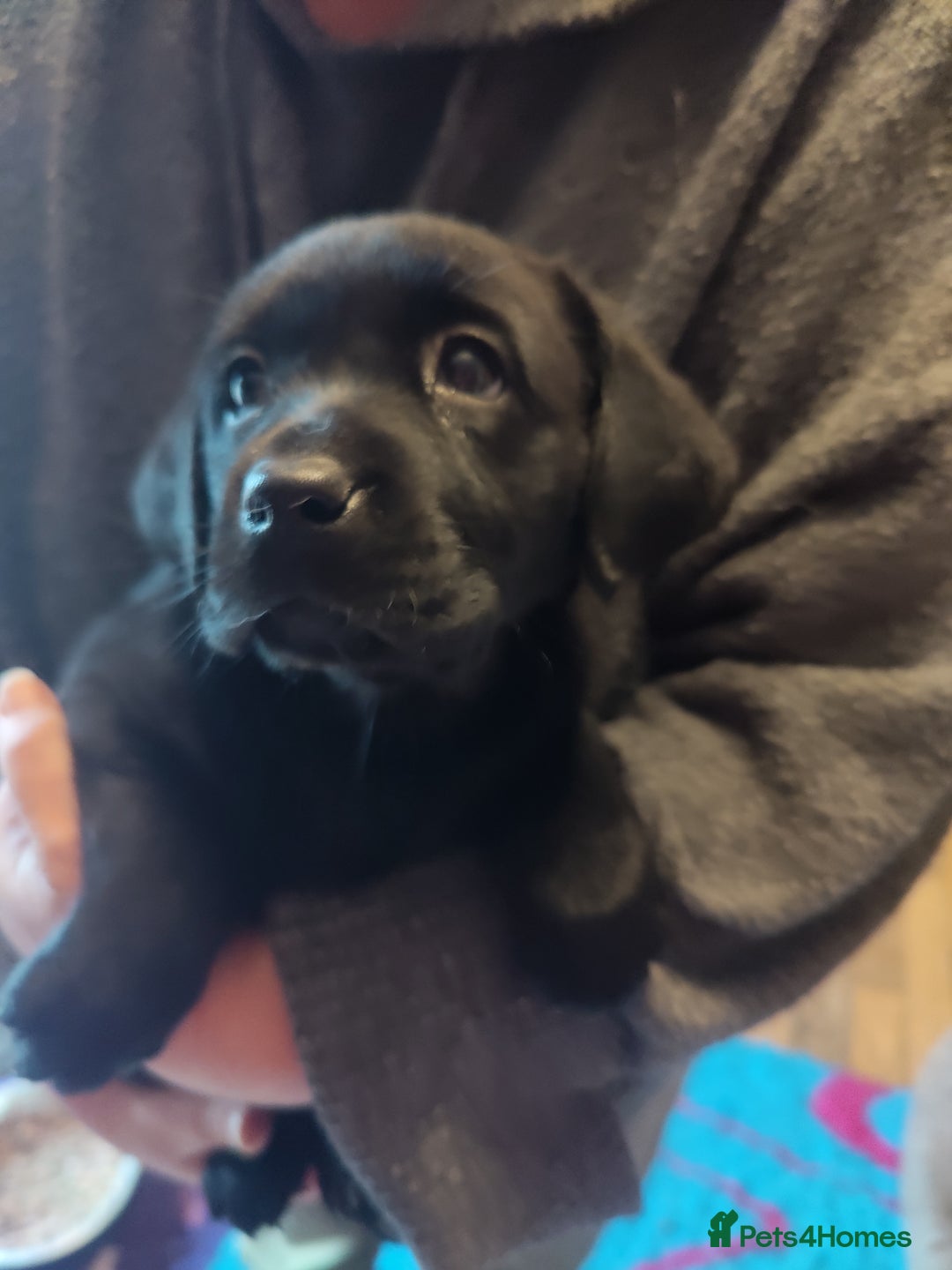 Labrador Retriever dogs for sale:  Vax, Chipped & KC reg black Labrador Puppies  - Image 20