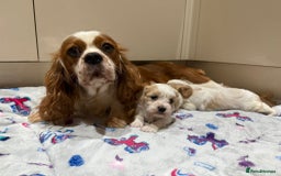 Cavalier King Charles Spaniel dogs for sale: Beautiful Cavalier Cross Maltese Puppies  - Advert 10