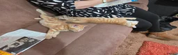 Mixed Breed cats for sale: Ginger boy and girl  - Advert 14