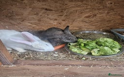 Continental Giant rabbits for sale: Continental Giant X New Zealand White Buck - Image 1