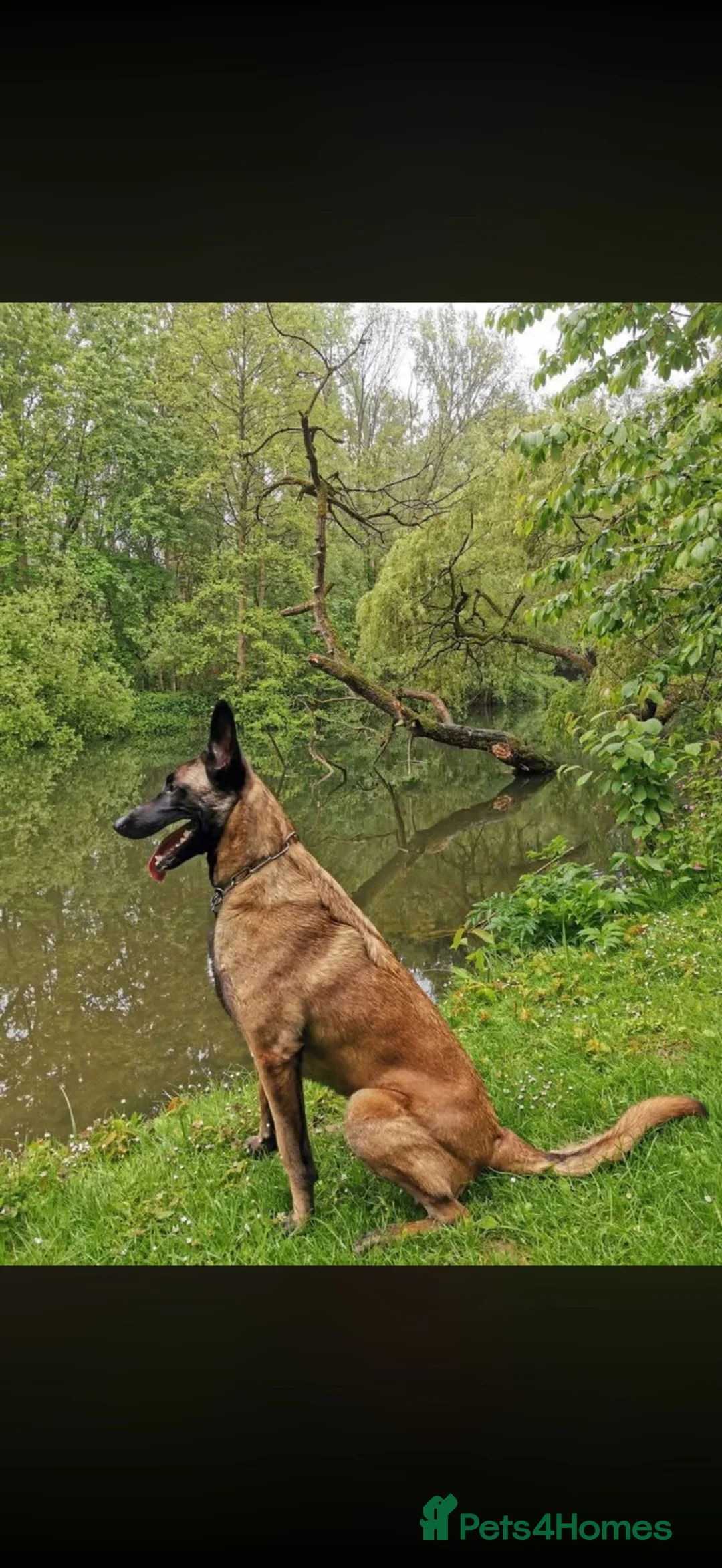 Belgian Shepherd Dog dogs for sale: Belgian malnois sheperad - Advert 1