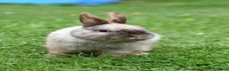 Netherland Dwarf rabbits for sale: ⭐️ CARAMEL Looking for new home ⭐️ - Advert 4