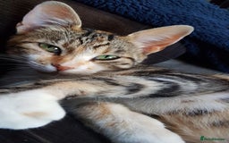 Mixed Breed cats for sale: Gorgeous adorable playful friendly kittens  - Image 20