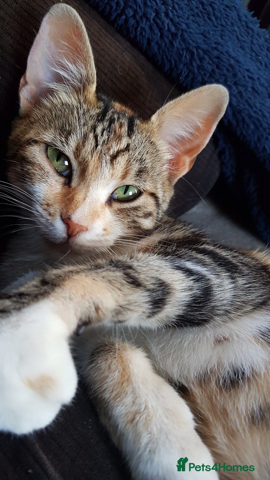 Mixed Breed cats for sale: Gorgeous adorable playful friendly kittens  - Image 20