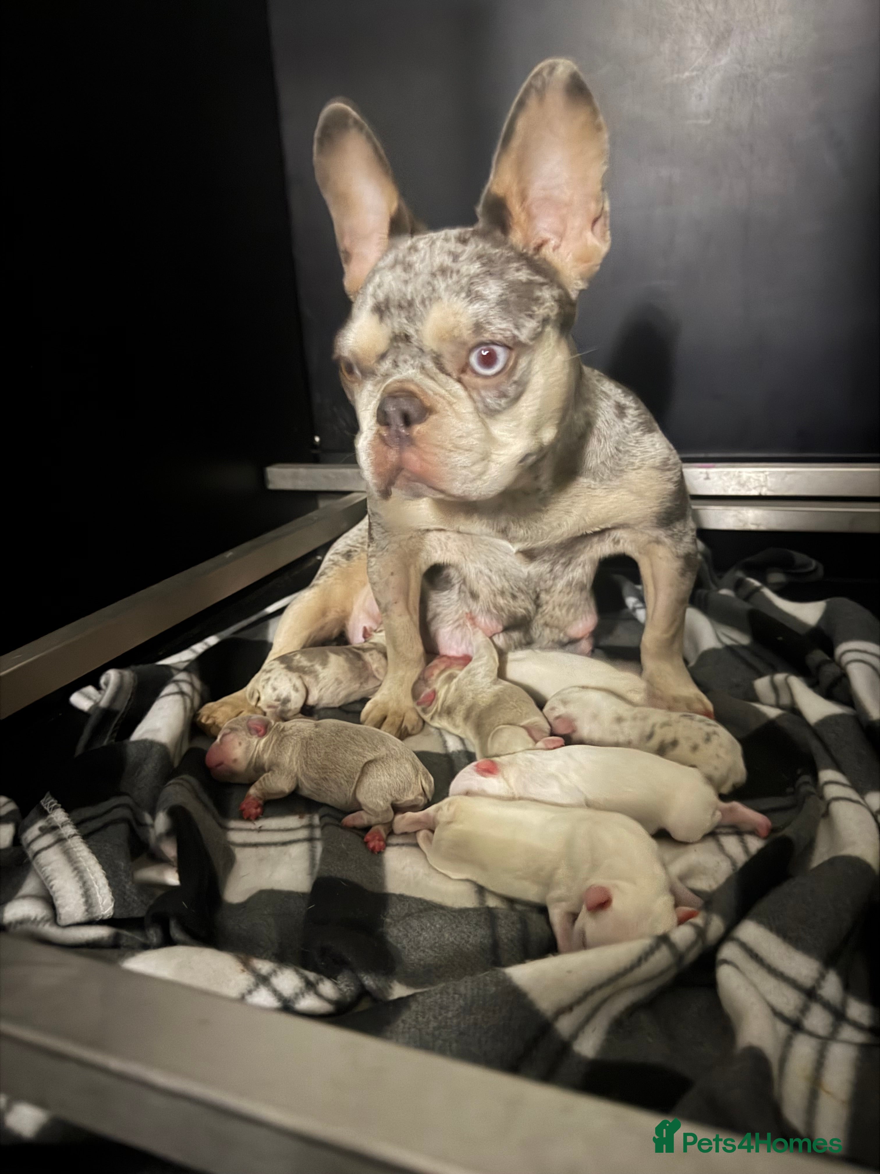 French Bulldog dogs French bull dogs 5⭐️ - Advert 3