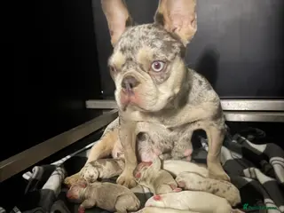 French Bulldog dogs French bull dogs 5⭐️ - Advert 9