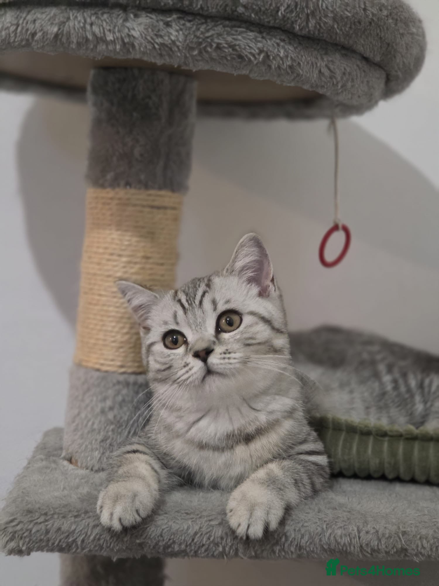 British Longhair cats Beautiful friendly  - Advert 7