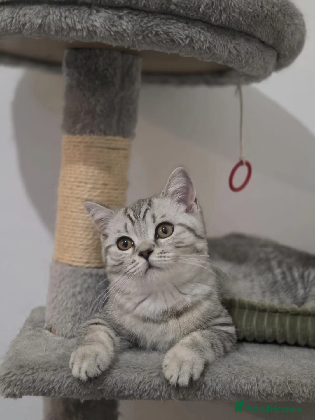 British Longhair cats for sale: Beautiful friendly  in Surbiton - Advert 1