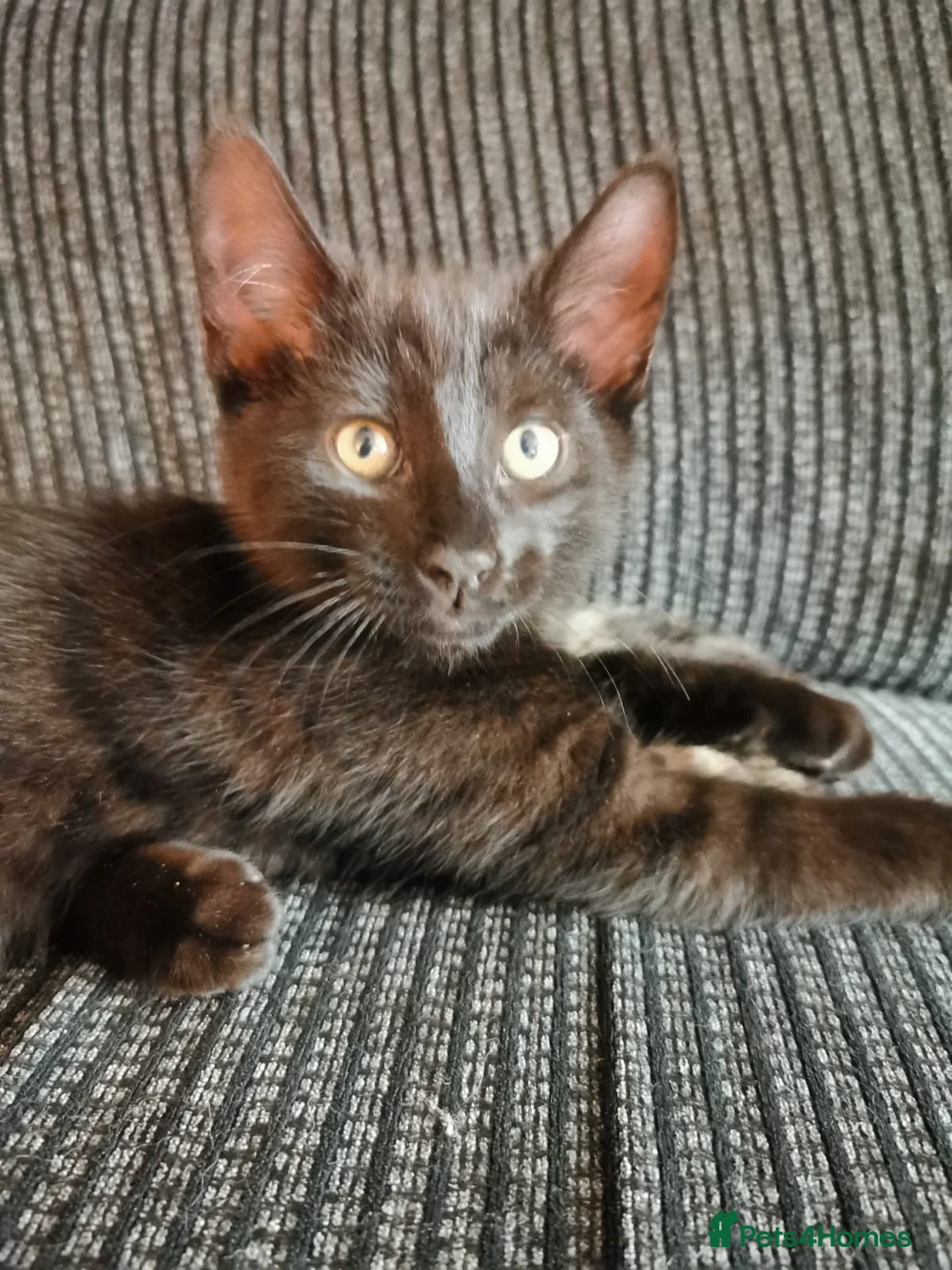 Mixed Breed cats for sale: 4 Boys Available  - Advert 2