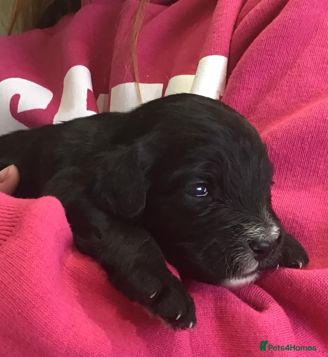 Bernedoodle dogs for sale: EXCEPTIONAL MINI BERNADOODLE PUPS. - Advert 9