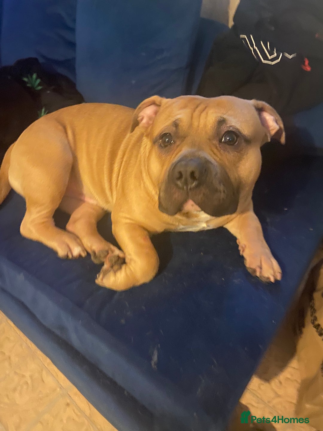 Mixed Breed dogs for sale: Hulk staffy cross pocket bully  - Advert 1