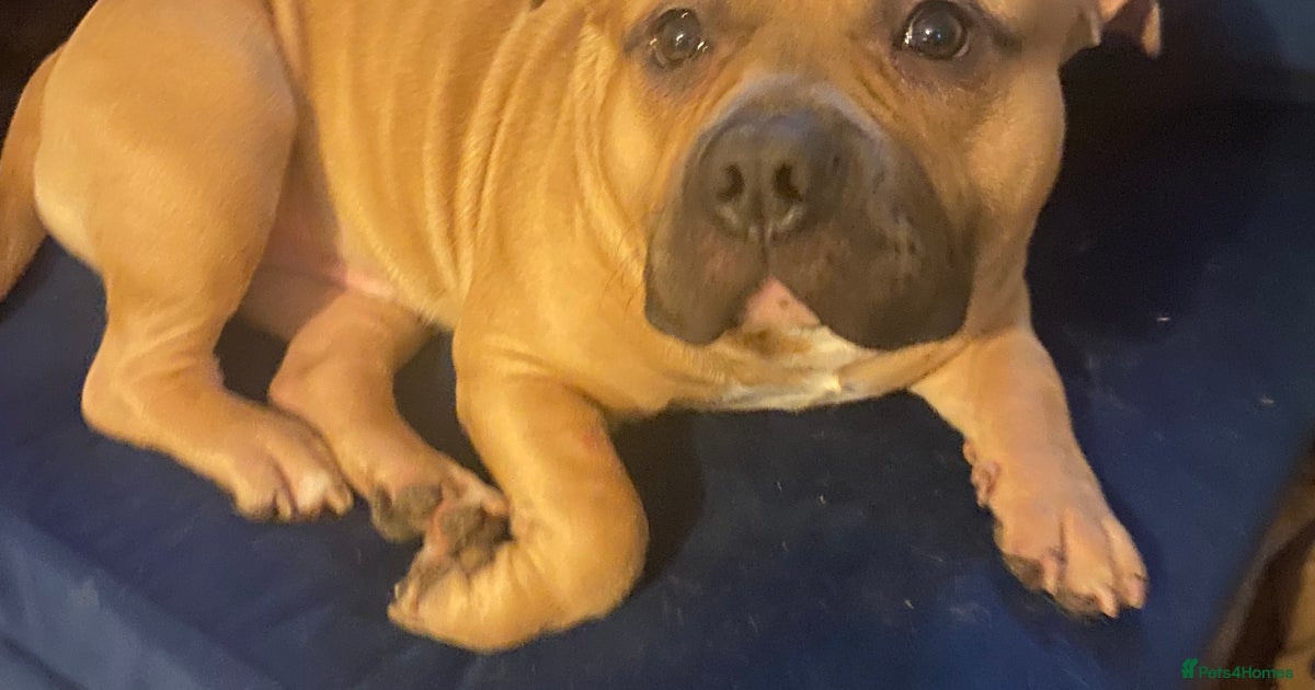 Hulk staffy cross pocket bully for sale in Bristol | Pets4Homes