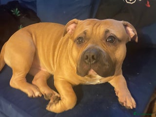 Mixed Breed dogs Hulk staffy cross pocket bully - Advert 1