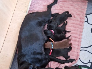 Borador dogs - Advert 8