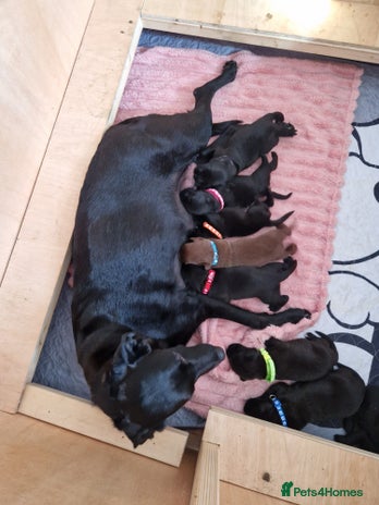 Borador dogs - Advert 2