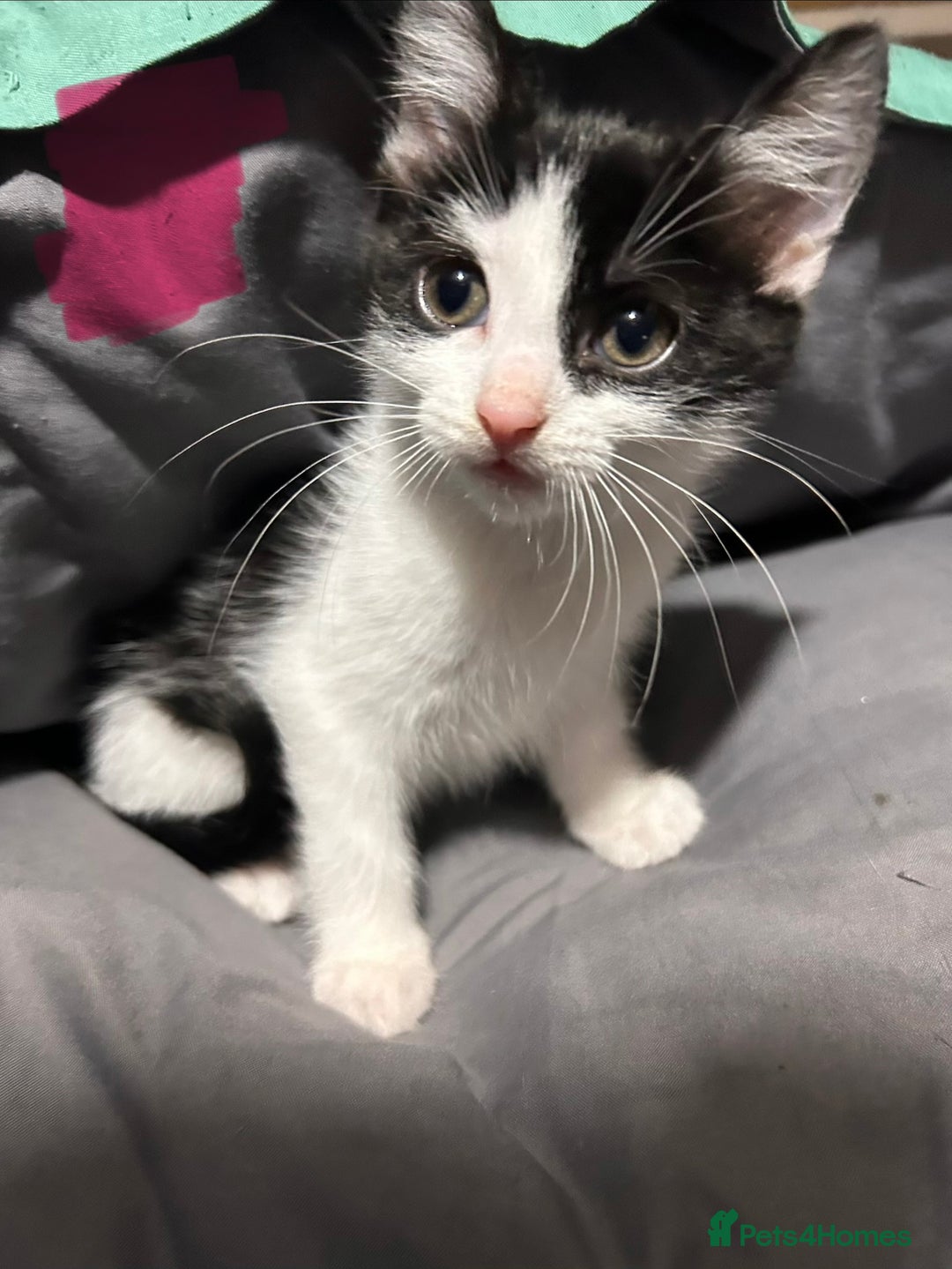 Mixed Breed cats for sale: Kittens for sale 2 male 3 female  - Advert 4