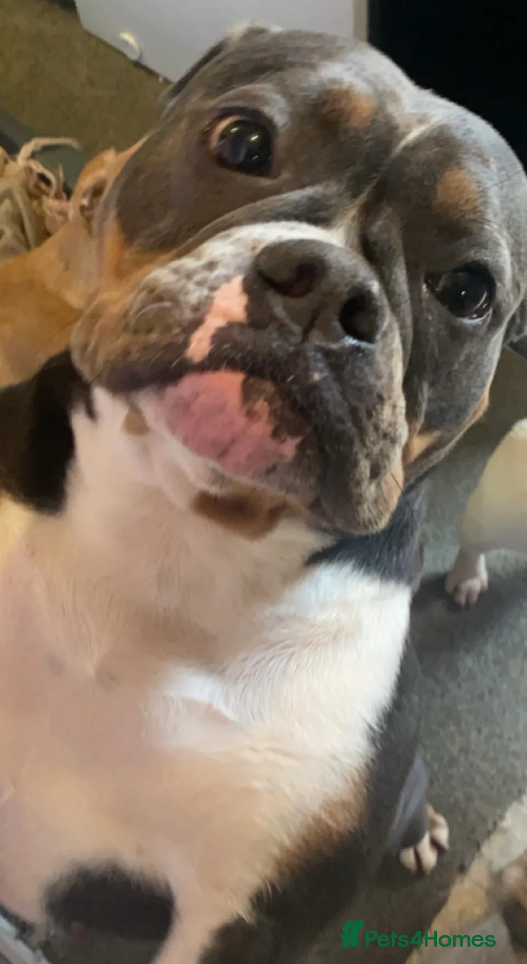 Olde English Bulldogge dogs for sale: Pedigree Olde English bulldogge - 4 years old - Advert 1